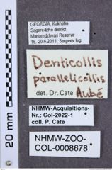 Etiketten zu Denticollis parallelicollis (NHMW-ZOO-COL-0008678)